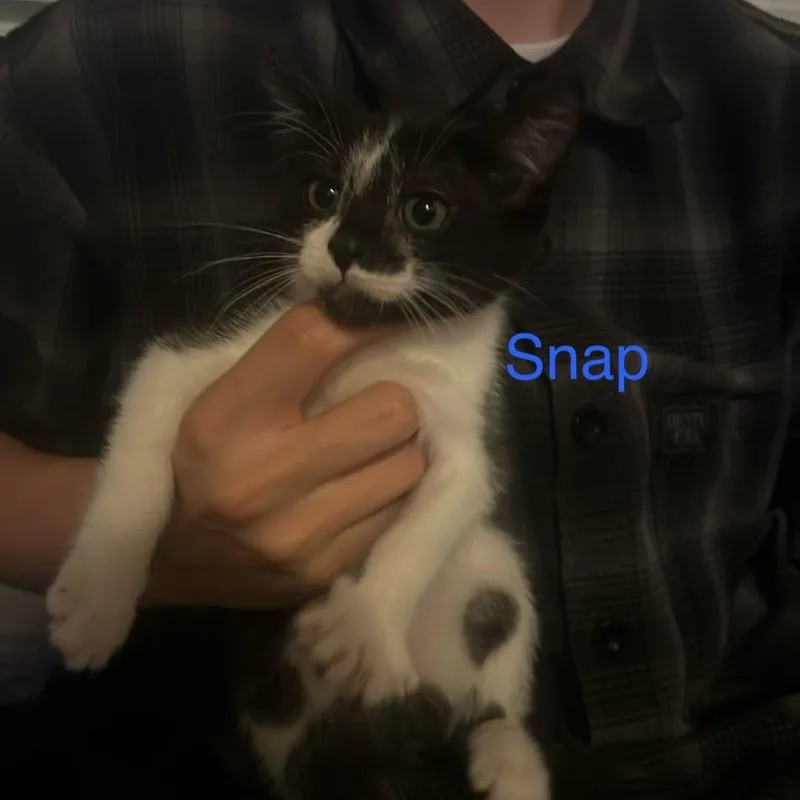 A baby small-sized female White Domestic Short Hair cat named Snap for adoption in Westminster, CA