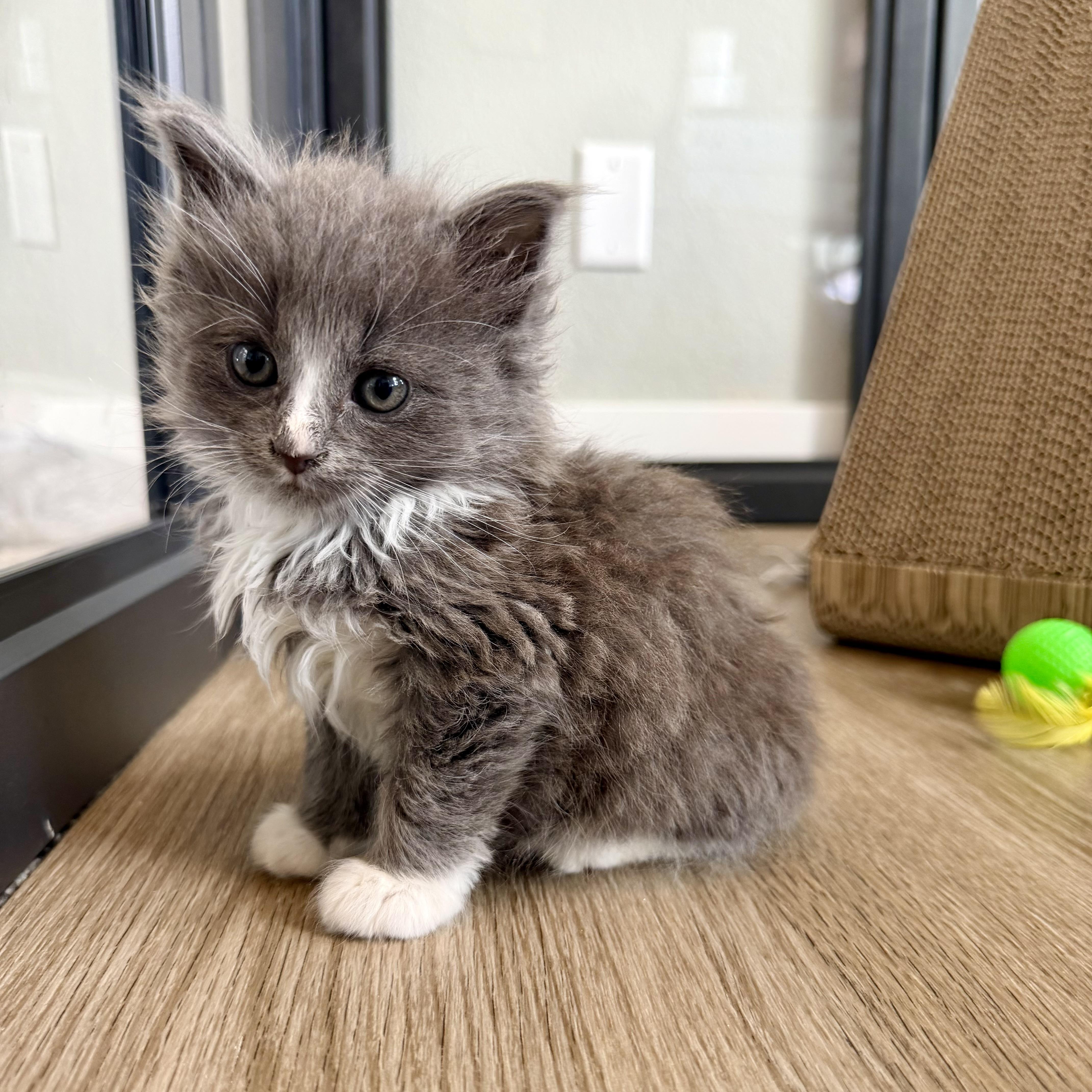A baby large-sized male Gray & White Domestic Long Hair cat named Sage for adoption in Muskego, WI