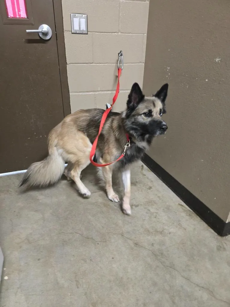 A young large-sized male German Shepherd Dog dog named Logan for adoption in Huntsville, TX