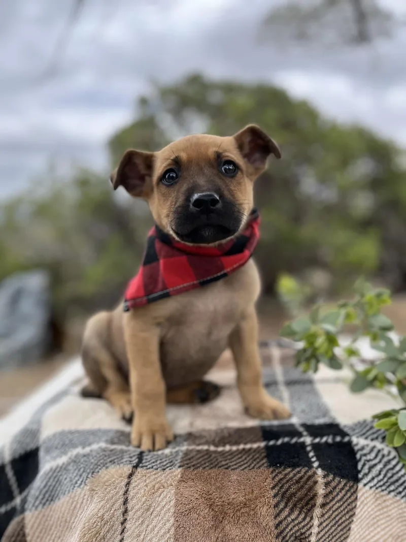 A baby medium-sized male Shepherd dog named Dimples for adoption in Anza, CA