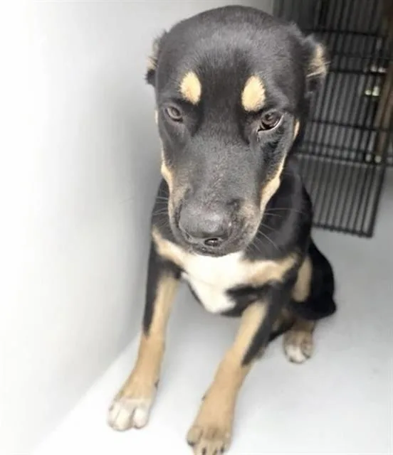 A young medium-sized female German Pinscher dog named Louise for adoption in Houston, TX