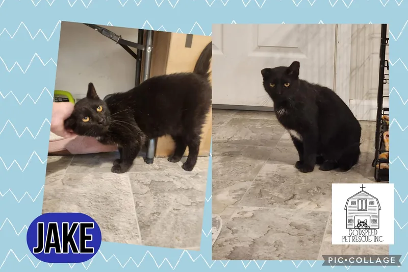 An adult large-sized male Black & White / Tuxedo Domestic Short Hair cat named Jake for adoption in Ashland, IL
