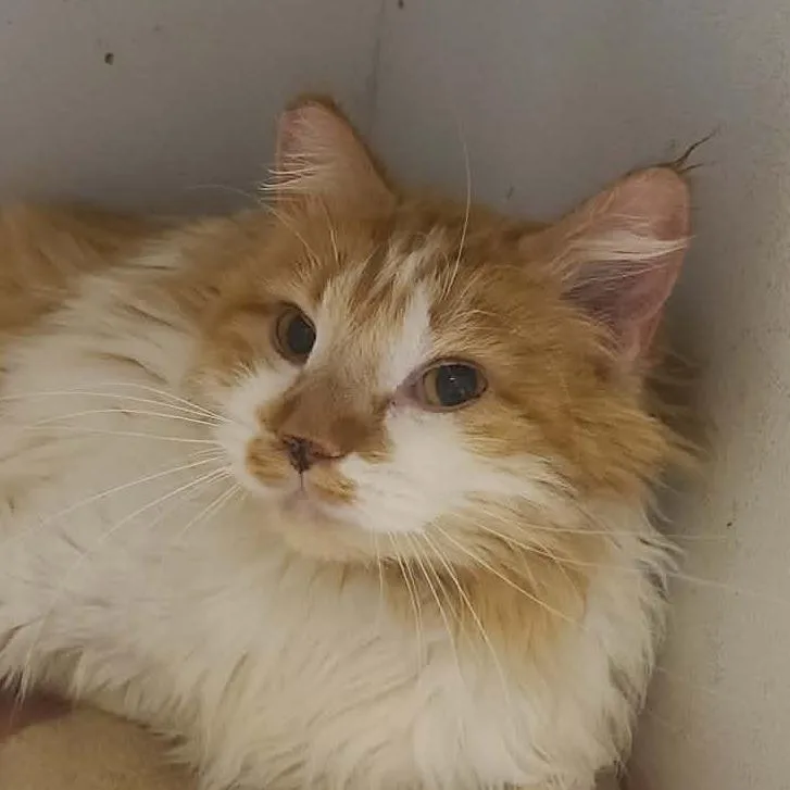An adult small-sized male Orange / Red Domestic Long Hair cat named Harry for adoption in Hemet, CA