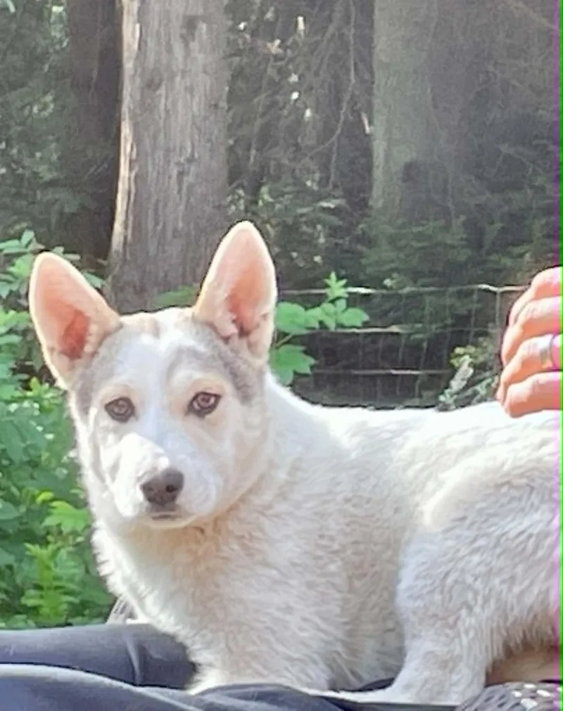 A young medium-sized female White / Cream Husky dog named Zoey for adoption in CLINTON, WA