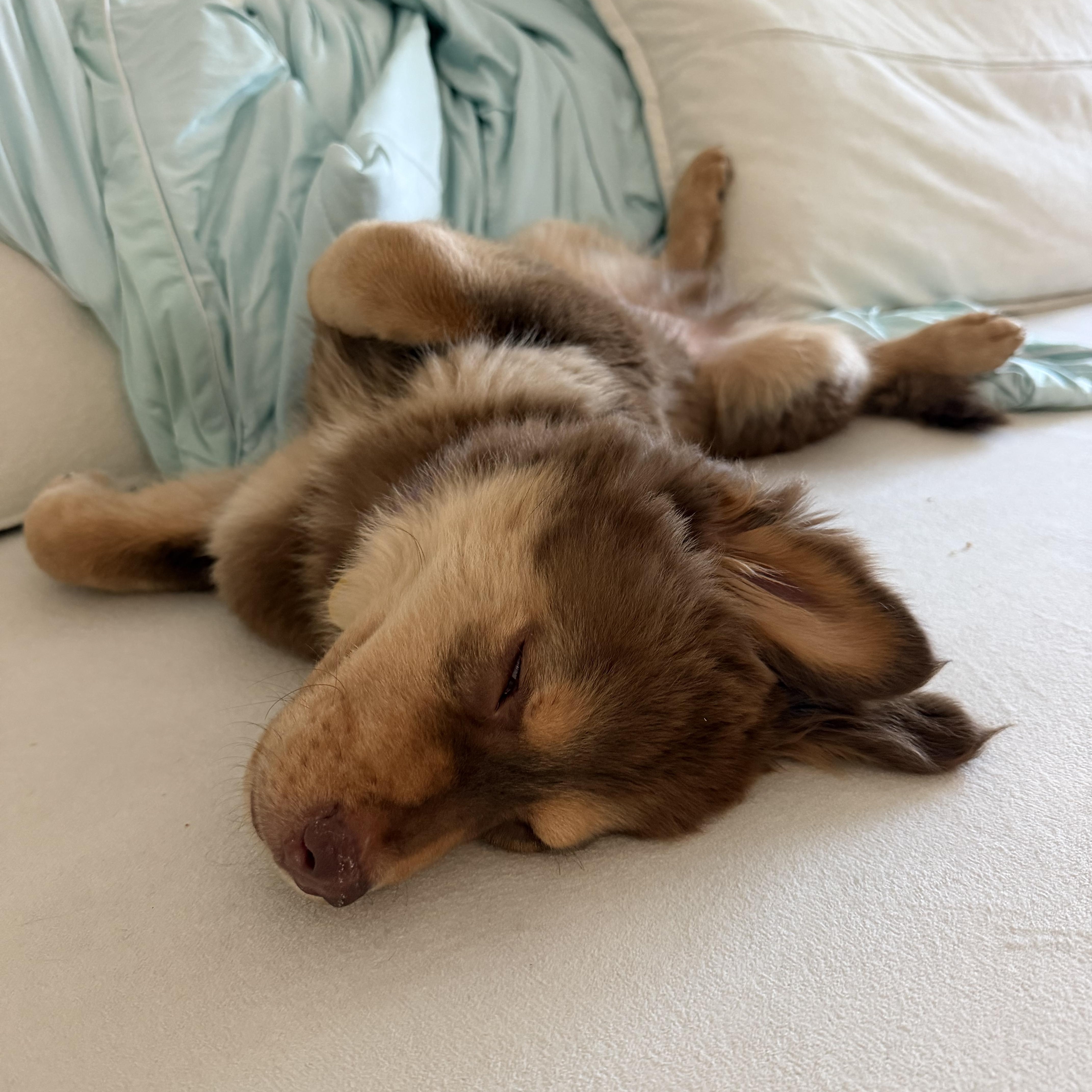 A baby medium-sized male Australian Shepherd dog named Theodore for adoption in Pasadena, CA