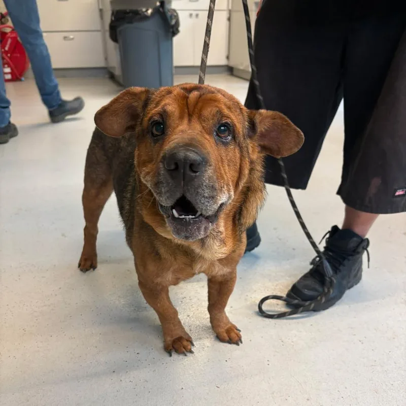An adult medium-sized male Brown / Chocolate Mixed Breed dog named Alf for adoption in Huntington, WV