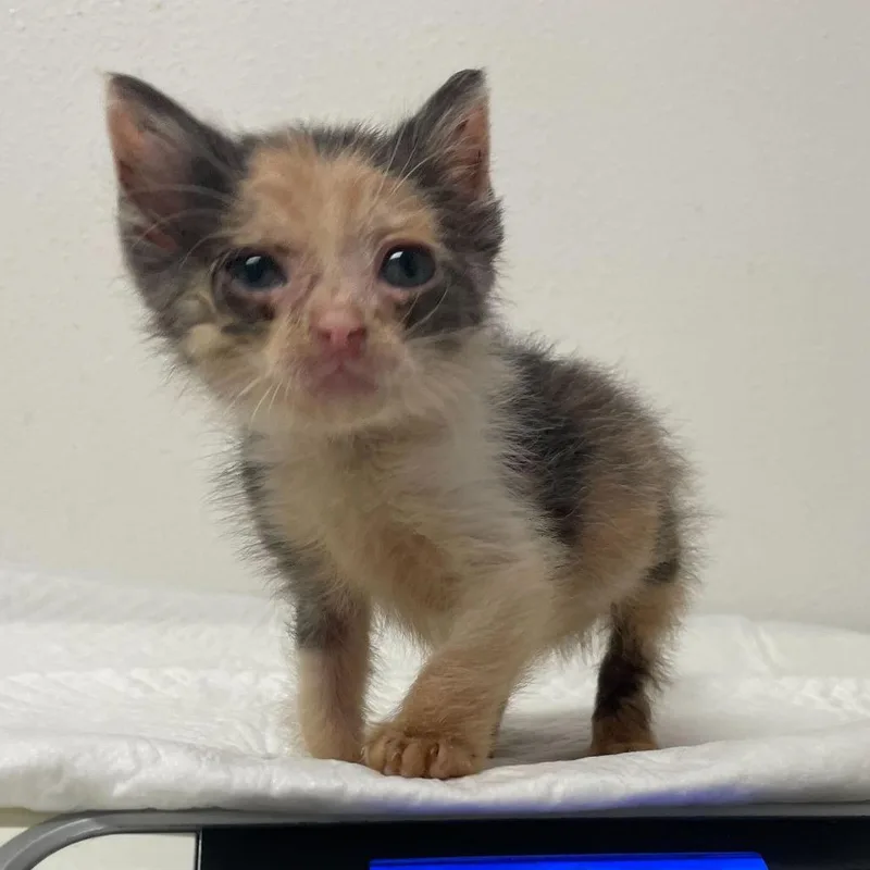 Yetthika thumbnail 2