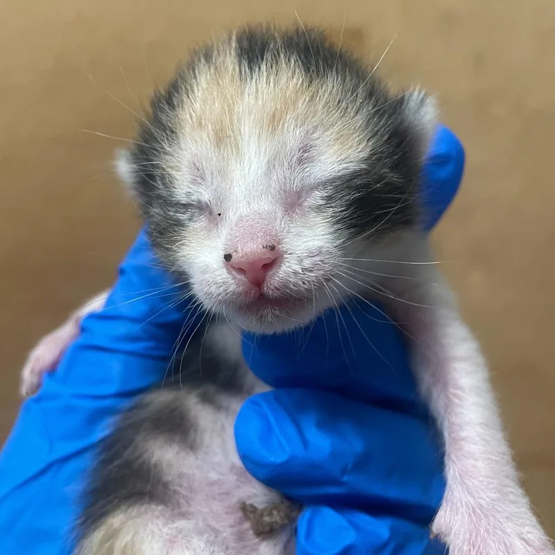 Yetthika thumbnail 4