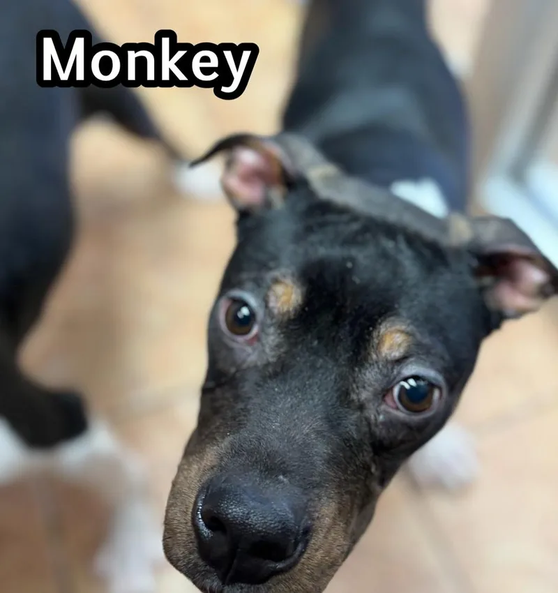 A young medium-sized male Black Boston Terrier dog named Monkey for adoption in Tulsa, OK