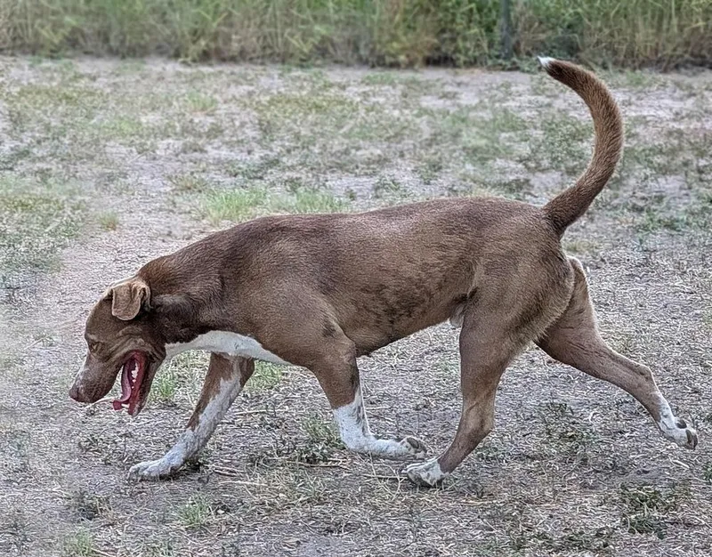 Macchiato thumbnail 4