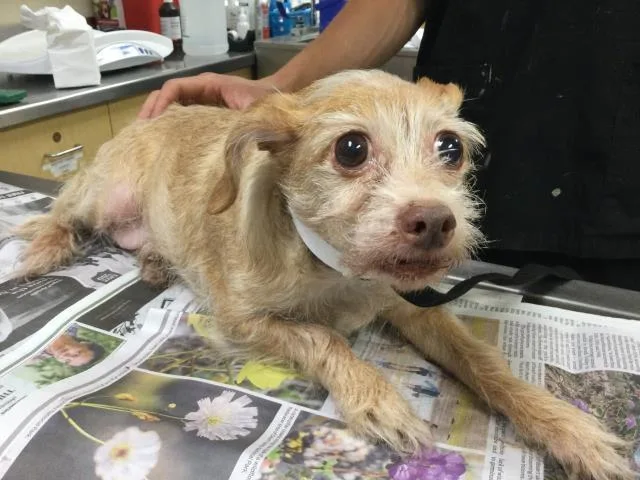 A senior small-sized female Terrier dog named Rosalda for adoption in Riverside, CA