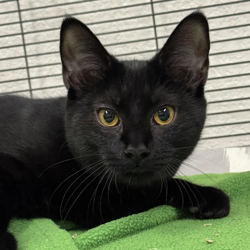 A young medium-sized female Black Domestic Short Hair cat named Lois for adoption in Winchendon, MA