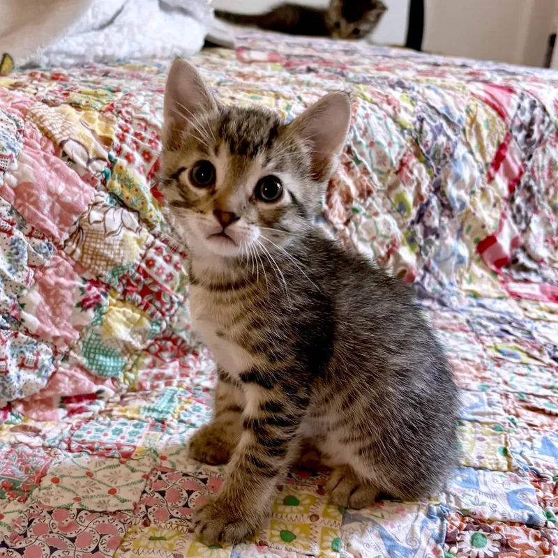A baby small-sized male Brown / Chocolate Domestic Short Hair cat named Wilfred for adoption in Austin, TX