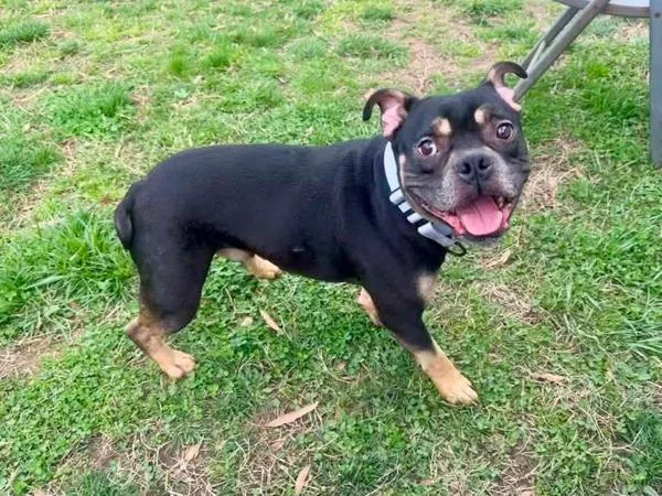 An adult medium-sized male English Bulldog dog named Tokyo Drift for adoption in Millersville, MD