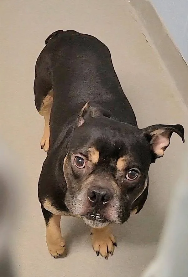 Tokyo Drift thumbnail 2