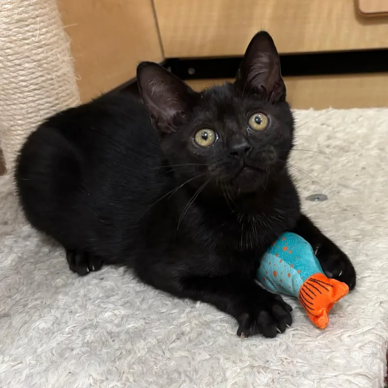 A baby small-sized male Black Domestic Short Hair cat named Cupcake for adoption in Los Angeles, CA