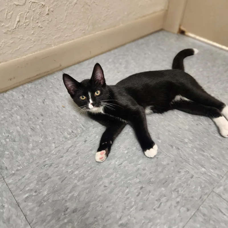 A young medium-sized male Black & White / Tuxedo Domestic Short Hair cat named Finn for adoption in Waupun, WI