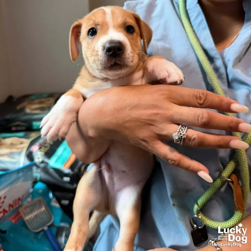 Puppy Preston