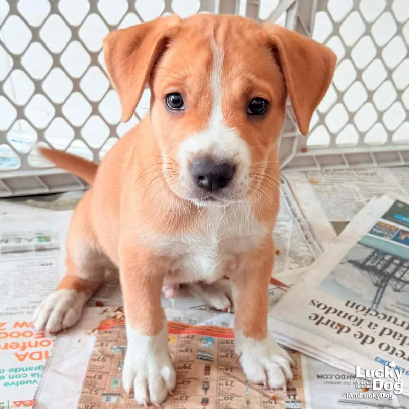 Puppy Preston thumbnail 2