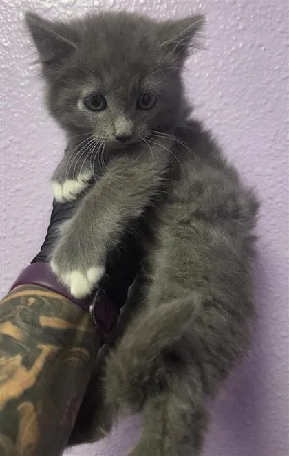 A baby small-sized male Gray / Blue / Silver Domestic Short Hair cat named 61118756 for adoption in El Paso, TX