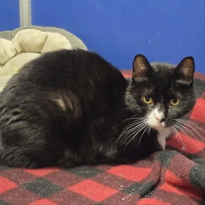 A senior medium-sized female Black & White / Tuxedo Domestic Short Hair cat named Bella for adoption in Phoenixville, PA