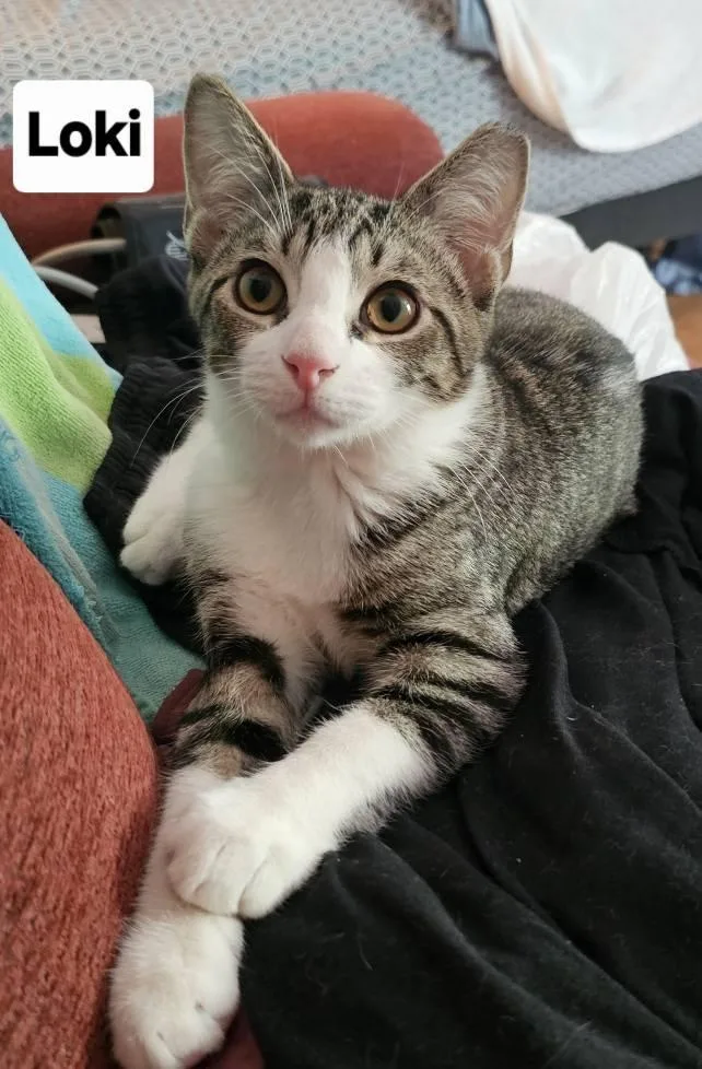 Loki And Mouse thumbnail 2