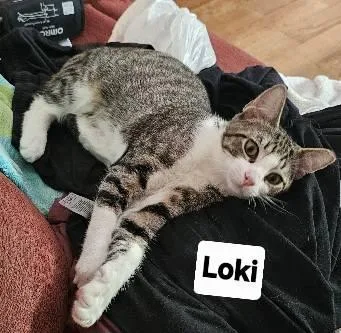 Loki And Mouse thumbnail 3