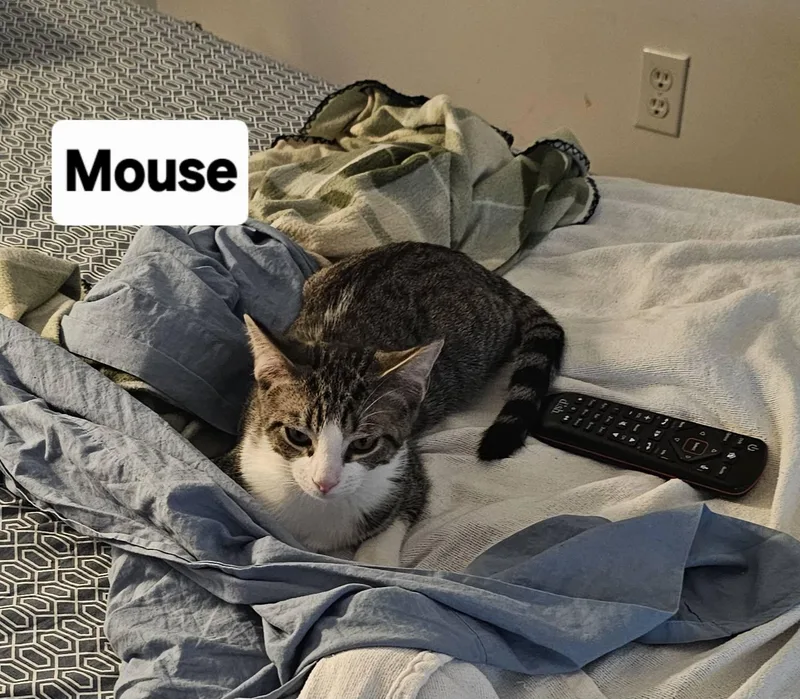 Loki And Mouse thumbnail 4