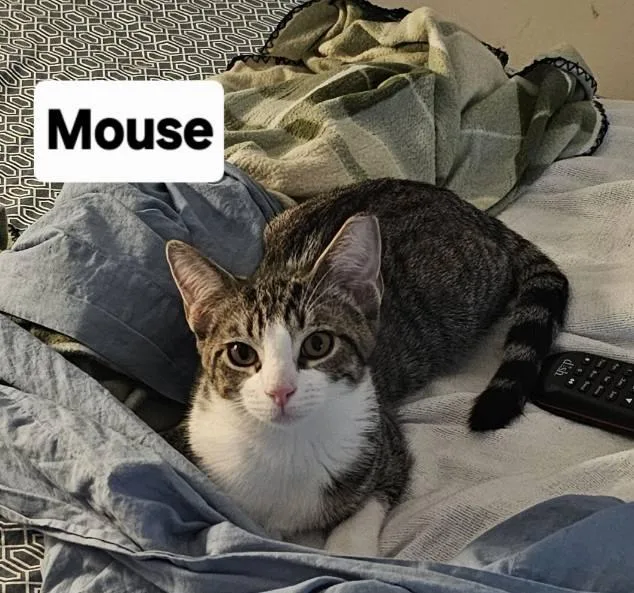 Loki And Mouse thumbnail 5