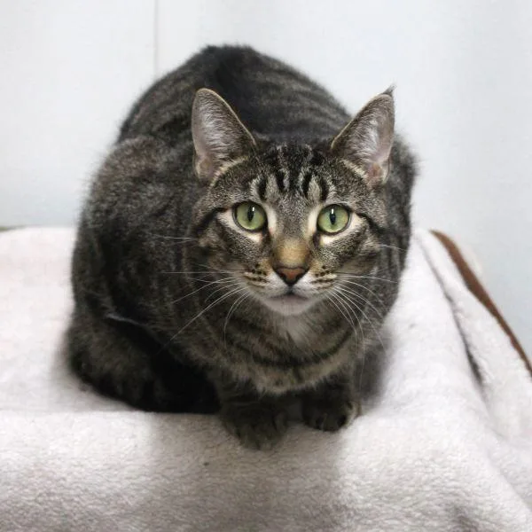 An adult small-sized male Domestic Short Hair cat named Ziggy for adoption in Des Moines, IA