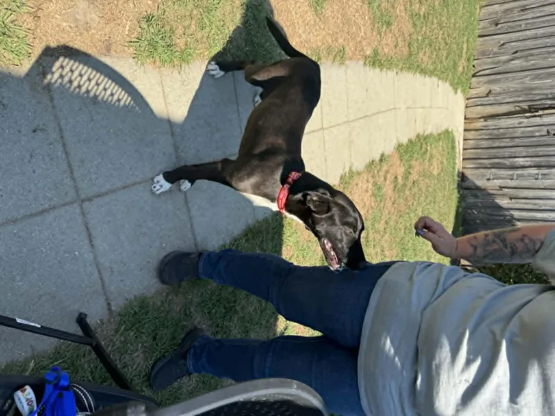 A young medium-sized male Labrador Retriever dog named Fun Fab Fred for adoption in Reston, VA