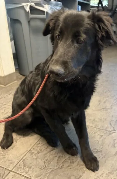 A young medium-sized female German Shepherd Dog dog named Mary for adoption in Los Angeles, CA