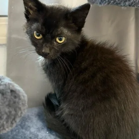 A baby small-sized female Black Domestic Short Hair cat named Hand Brake for adoption in Hudsonville, MI
