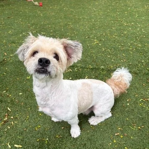An adult small-sized male Terrier dog named Snuffleupagus for adoption in Huntington, NY