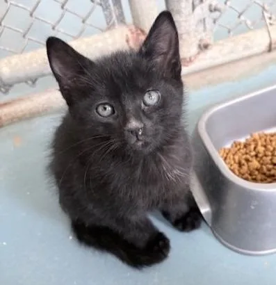 A baby small-sized male Domestic Short Hair cat named Ryan for adoption in Ogdensburg, NY