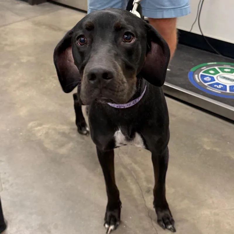 An adult medium-sized female Black Labrador Retriever dog named Marina for adoption in Tampa, FL