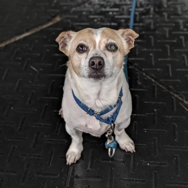 A senior small-sized male Chihuahua dog named Chappo for adoption in Thomaston, ME
