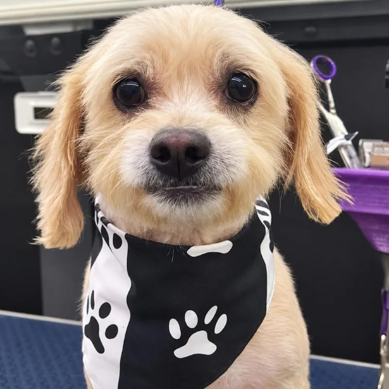 An adult small-sized male White / Cream Maltese dog named Callaghan for adoption in Houston, TX