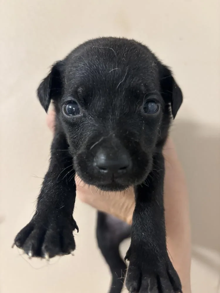 A baby medium-sized male Black Mixed Breed dog named Moo Sherbert for adoption in Brookshire, TX