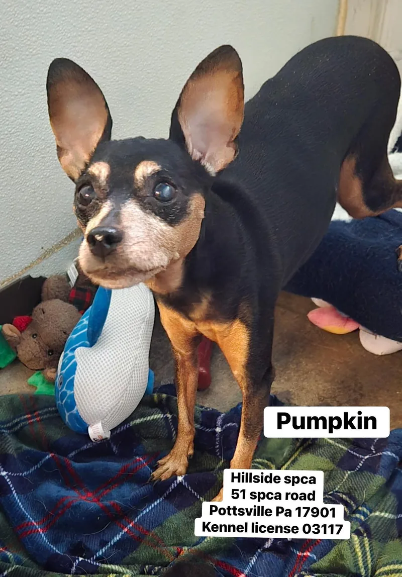 A senior small-sized female Miniature Pinscher dog named Pumpkin for adoption in Pottsville, PA