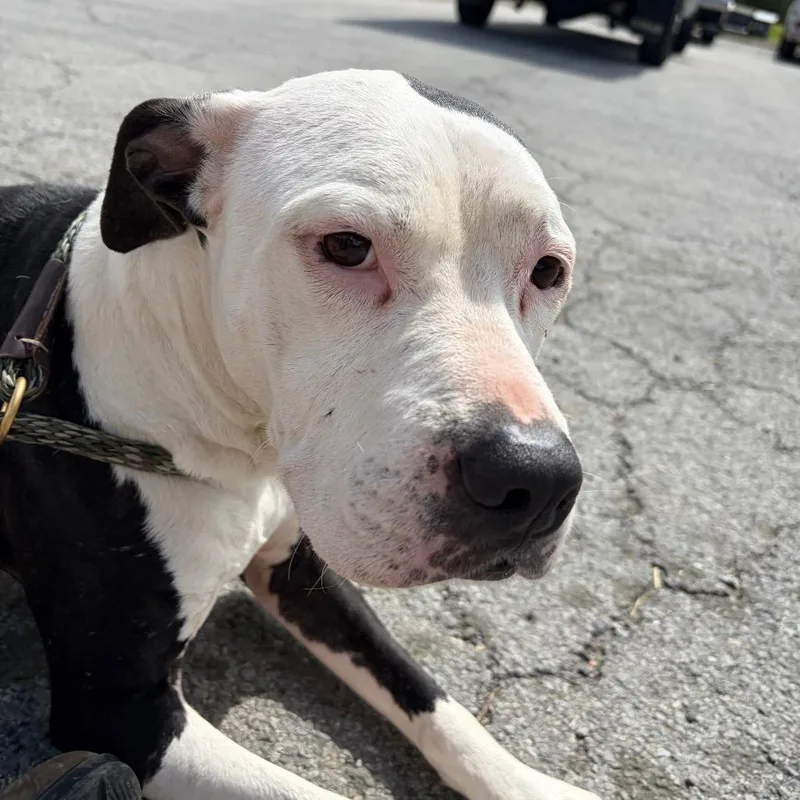 A senior medium-sized female White / Cream Mixed Breed dog named Molly for adoption in Chattanooga, TN