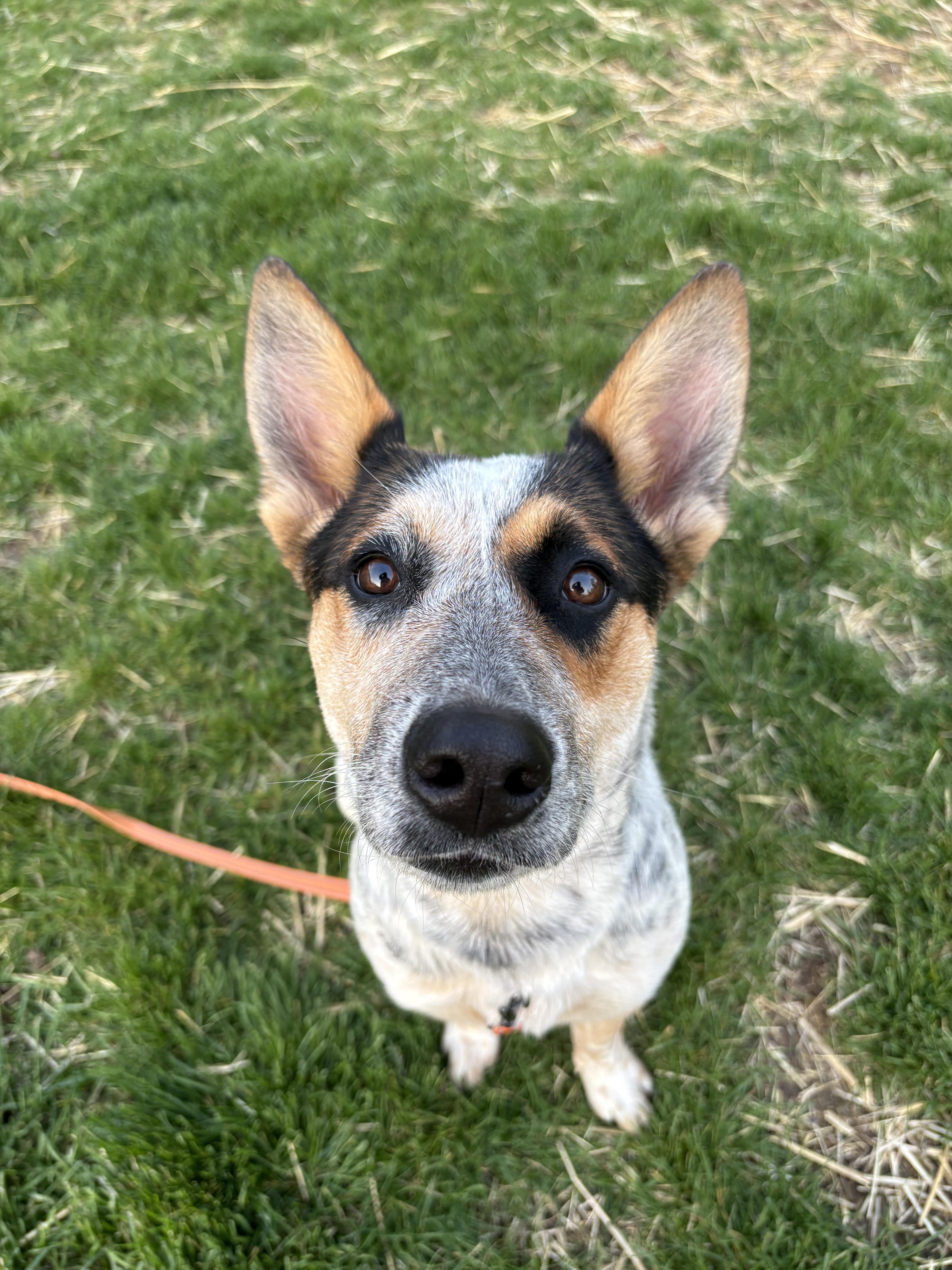 A young medium-sized female Merle (Blue) Australian Cattle Dog / Blue Heeler dog named Rue for adoption in Plainfield, IN