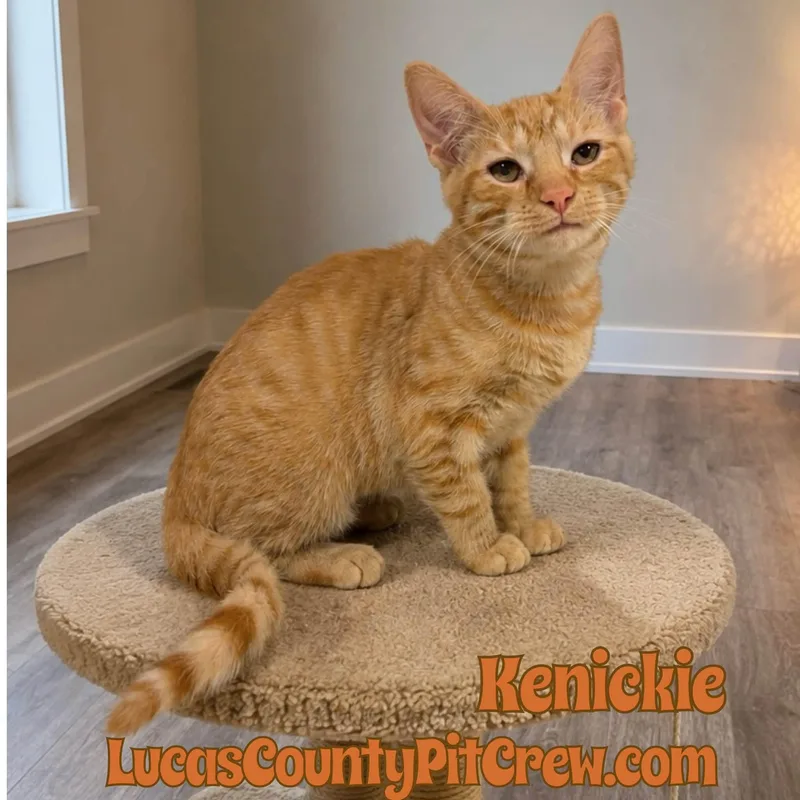 A baby medium-sized male Tabby (Orange / Red) Tabby cat named Kenickie for adoption in Toledo, OH