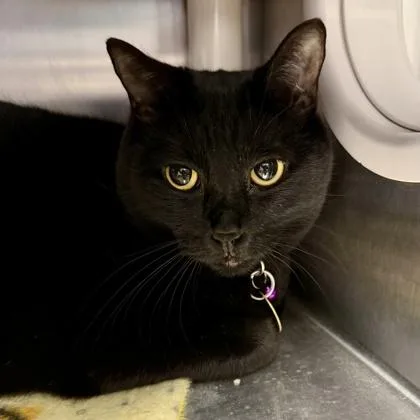 An adult medium-sized female Black Domestic Short Hair cat named Sunny for adoption in Lansing, MI