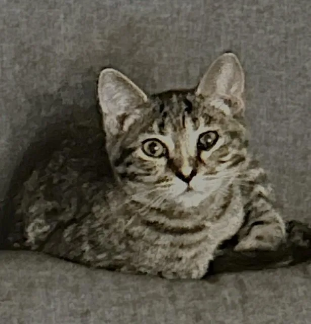 A baby small-sized female Domestic Short Hair cat named Lacey for adoption in Sacramento, CA