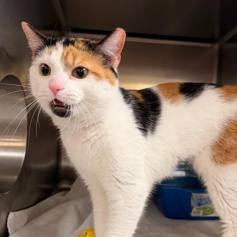 A young medium-sized female White Domestic Short Hair cat named Elegante for adoption in Indianapolis, IN