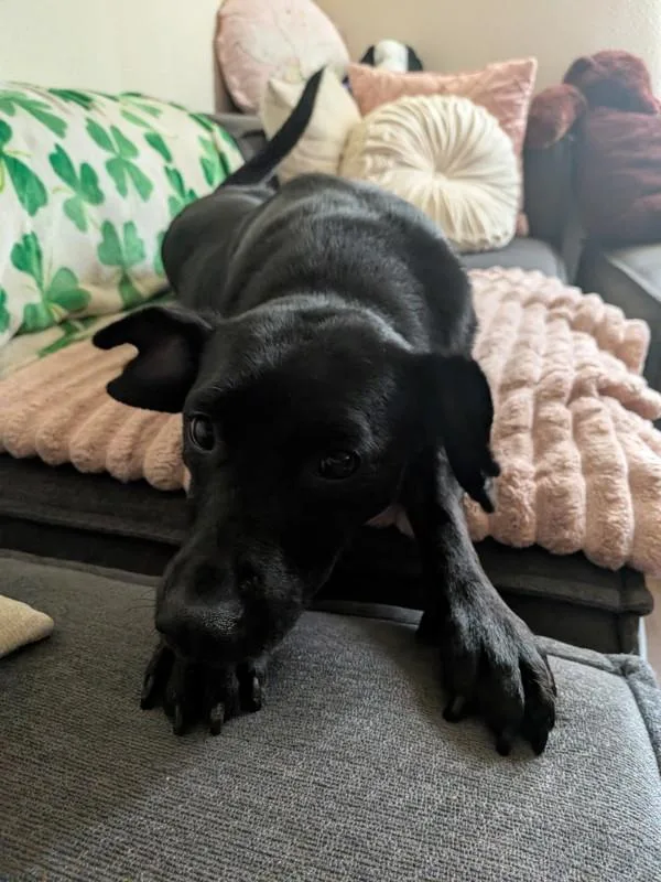 Pup Pup Hooray