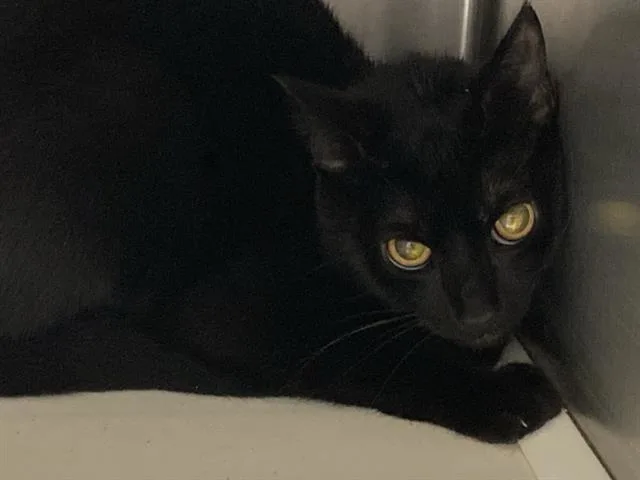 A young large-sized female Domestic Short Hair cat named Molly for adoption in Tustin, CA