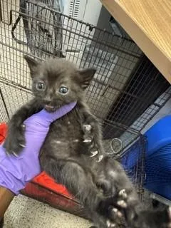 A baby small-sized male Domestic Short Hair cat named Cashmere for adoption in Miami, FL