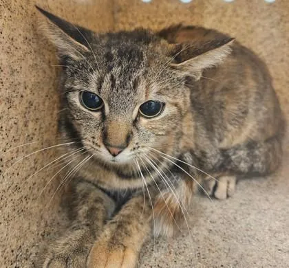 An adult medium-sized female Domestic Short Hair cat named Beepboop for adoption in Lafayette, IN